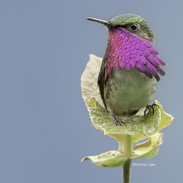 GTREVA-Wine-throated-Hummingbird-AnthonyLujan600p.jpg